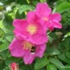 Rose 'Moje Hammarberg' (Strauchrose) -Günstiges Pflanzen Land Geschäft 10717 Rose 20Moje 20Hammarberg Strauchrose 1 c7a3ae5b 9f79 4a5d bd35 ca8805bc0d27