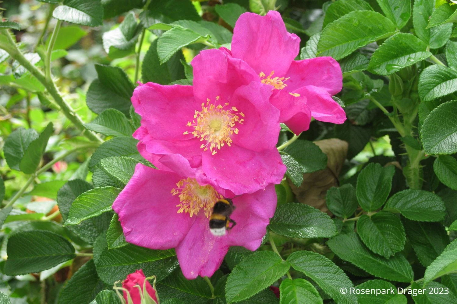 Rose 'Moje Hammarberg' (Strauchrose) 3 Rose 'Moje Hammarberg' (Strauchrose)