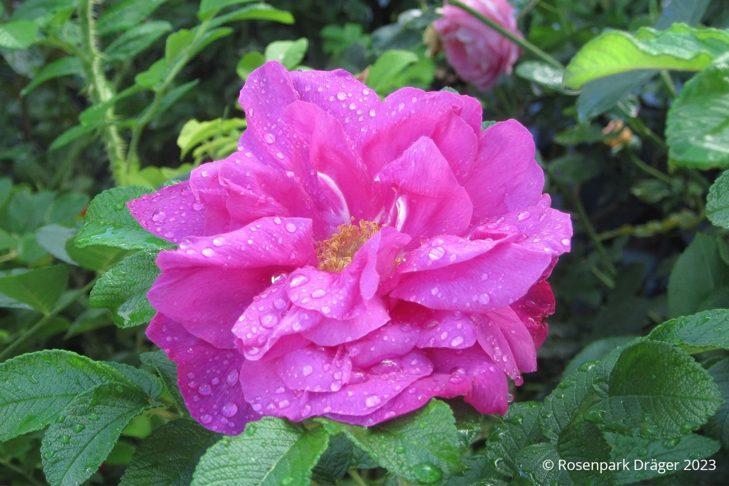 Rose 'Moje Hammarberg' (Strauchrose) 4 Rose 'Moje Hammarberg' (Strauchrose) – Bild 2