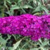 Buddleja Davidii 'Royal Red' (Sommerflieder) -Günstiges Pflanzen Land Geschäft 14690 Buddleja 20davidii 20Royal 20Red Sommerflieder 1 a6fc7a62 f975 4572 af3a 039c9bd78618