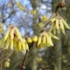 Chimonanthus Praecox (Winterblüte) 2 Chimonanthus Praecox (Winterblüte) -Günstiges Pflanzen Land Geschäft 15490 Chimonanthus 20praecox Winterbluete 1