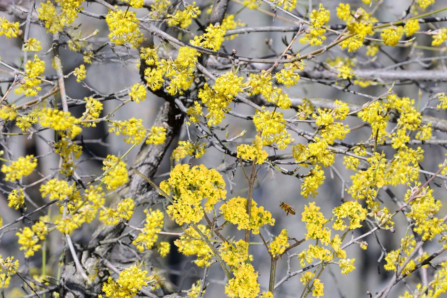 Cornus Mas (Kornelkirsche) 3 Cornus Mas (Kornelkirsche)