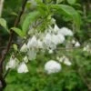 Halesia Carolina 'Uconn Wedding Bells' (Schneeglöckchenbaum)