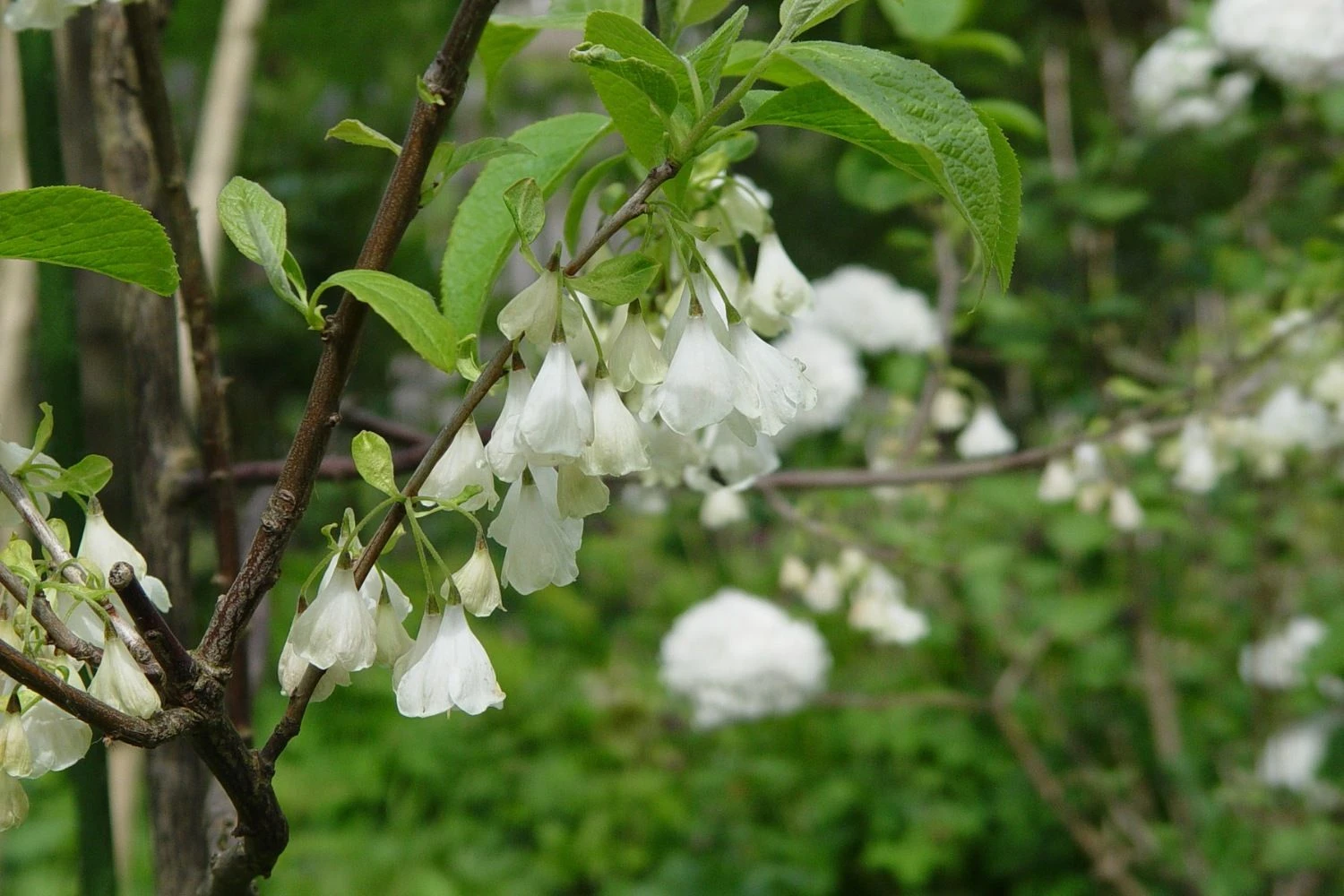 Halesia Carolina 'Uconn Wedding Bells' (Schneeglöckchenbaum) 3 Halesia Carolina 'Uconn Wedding Bells' (Schneeglöckchenbaum)