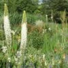 Eremurus Himalaicus (Himalaya-Steppenkerze) -Günstiges Pflanzen Land Geschäft 1866 Eremurus 20himalaicus Himalaya Steppenkerze 1 eaa17ca6 43ec 429b ab24 63c18ac4fc29