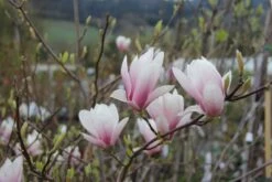 Magnolia Soulangeana (Tulpenmagnolie)