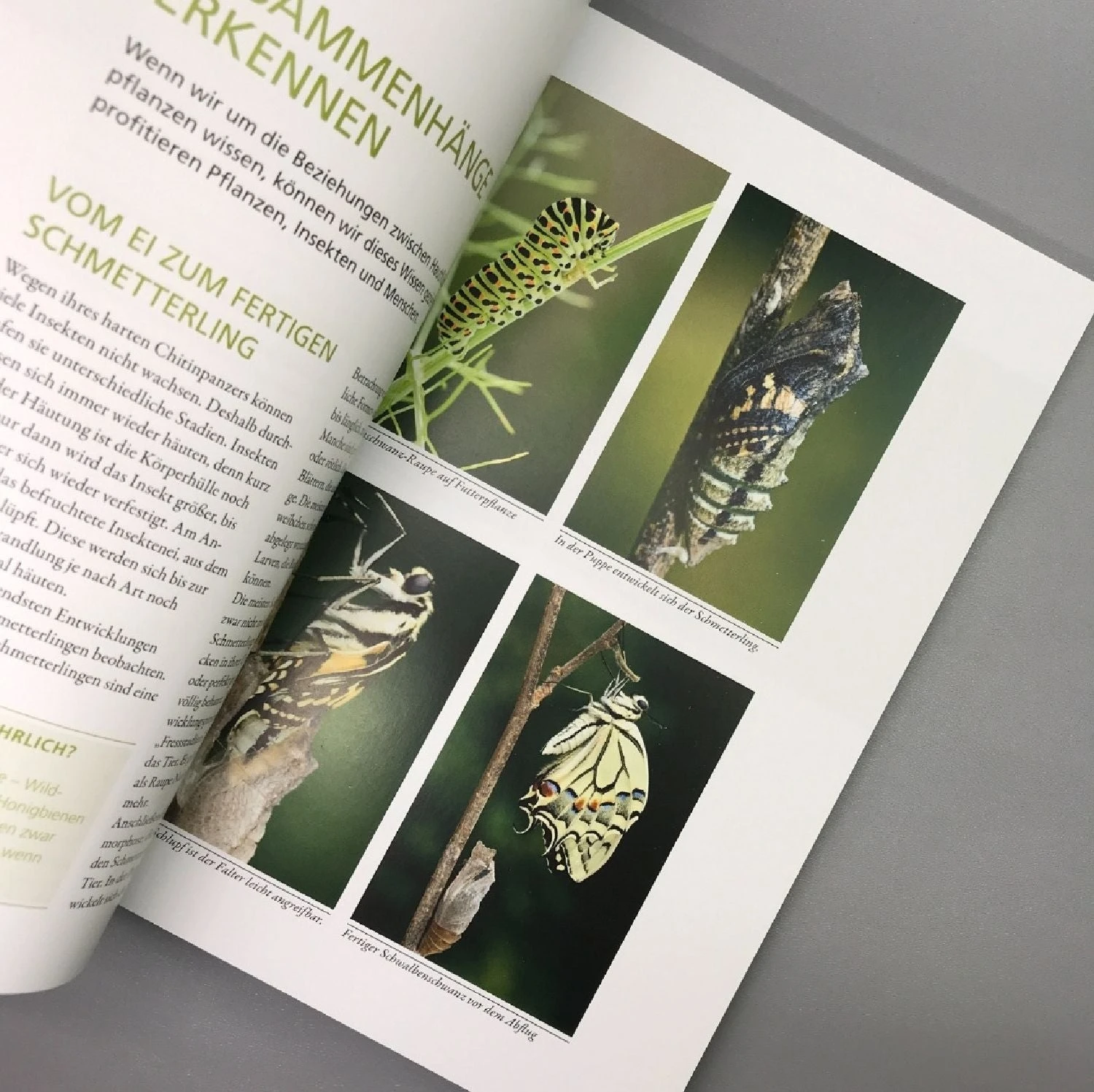 Mein Garten Summt! (Simone Kern) 5 Mein Garten Summt! (Simone Kern) – Bild 3