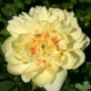 Paeonia Itoh-Hybride 'Bartzella' (Intersektionelle Pfingstrose) -Günstiges Pflanzen Land Geschäft 2000002 Paeonia 20Itoh Hybride 20Bartzella Intersektionelle 20Pfingstrose 1 cc89e7f5 d686 466d a63a d28934443a97