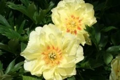 Paeonia Itoh-Hybride 'Bartzella' (Intersektionelle Pfingstrose) -Günstiges Pflanzen Land Geschäft 2000002 Paeonia 20Itoh Hybride 20Bartzella Intersektionelle 20Pfingstrose 4 ba830567 5bdb 4302 aace 1d33a02b011c