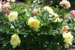 Paeonia Itoh-Hybride 'Bartzella' (Intersektionelle Pfingstrose) -Günstiges Pflanzen Land Geschäft 2000002 Paeonia 20Itoh Hybride 20Bartzella Intersektionelle 20Pfingstrose 5 cac3da92 335e 4063 b201 1201b25991b4