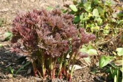 Paeonia Itoh-Hybride 'Bartzella' (Intersektionelle Pfingstrose) -Günstiges Pflanzen Land Geschäft 2000002 Paeonia 20Itoh Hybride 20Bartzella Intersektionelle 20Pfingstrose 6 8e3682ed d89a 417c 9b13 2e8374a9778f