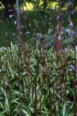 Hosta 'Cherry Berry' (Funkie | Herzblattlilie) -Günstiges Pflanzen Land Geschäft 2000265 Hosta 20Cherry 20Berry Funkie 20 20Herzblattlilie 3 b56ef04f 7eff 4fc9 b378 3b1ccb0f9f19