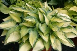 Hosta 'June' (Funkie | Herzblattlilie) -Günstiges Pflanzen Land Geschäft 2000279 Hosta 20June Funkie 20 20Herzblattlilie 1