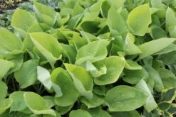 Hosta 'Sum And Substance' (Funkie | Herzblatt-Lilie) 7 Hosta 'Sum And Substance' (Funkie | Herzblatt-Lilie) -Günstiges Pflanzen Land Geschäft 2000288 Hosta 20Sum 20and 20Substance Funkie 20 20Herzblatt Lilie 3