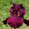 Iris Barbata-Elatior 'Merlot' (Hohe Bartschwertlilie) -Günstiges Pflanzen Land Geschäft 2000531 Iris 20Barbata Elatior 20Merlot Hohe 20Bartschwertlilie 1 66084907 bddf 4ef2 ae23 b39204970e5e
