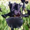 Iris Barbata-Elatior 'Old Black Magic' (Hohe Bartschwertlilie) -Günstiges Pflanzen Land Geschäft 2000540 Iris 20Barbata Elatior 20Old 20Black 20Magic Hohe 20Bartschwertlilie 1 802d4fd8 1735 496f 8437 3c3103df92d1