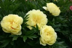 Paeonia Lutea-Hybr. 'High Noon' (Strauchpfingstrose) -Günstiges Pflanzen Land Geschäft 2000633 Paeonia 20Lutea Hybr 20High 20Noon Strauchpfingstrose 2 610899d8 8b74 410a b5ea 41ef0882af1f