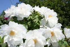 Paeonia Suffruticosa 'Renkaku' (Strauchpfingstrose 'Kranichschar') -Günstiges Pflanzen Land Geschäft 2000648 Paeonia 20suffruticosa 20Renkaku Strauchpfingstrose 20Kranichschar 3 57c839b5 7b26 4ea9 8b3d 2fba05bb32ee