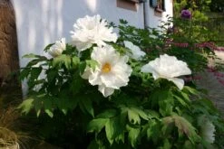 Paeonia Suffruticosa 'Renkaku' (Strauchpfingstrose 'Kranichschar') -Günstiges Pflanzen Land Geschäft 2000648 Paeonia 20suffruticosa 20Renkaku Strauchpfingstrose 20Kranichschar 4 8f2e5d26 05ac 45da 9c6f 29f123fc6e00