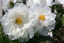 Paeonia Suffruticosa 'Renkaku' (Strauchpfingstrose 'Kranichschar') -Günstiges Pflanzen Land Geschäft 2000648 Paeonia 20suffruticosa 20Renkaku Strauchpfingstrose 20Kranichschar 7 87257ca3 1855 4184 885d 60cc6a7d088e