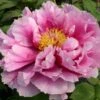 Paeonia Suffruticosa 'Shimanofuji' (Strauchpfingstrose 'Insel Glyzinie') -Günstiges Pflanzen Land Geschäft 2000656 Paeonia 20suffruticosa 20Shimanofuji Strauchpfingstrose 20Insel 20Glyzinie 1 bf5e8917 94de 4a27 bf6d b4a8fa16d502