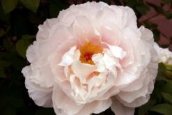 Paeonia Suffruticosa 'Teni' (Strauchpfingstrose)