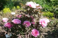 Günstiges Pflanzen Land Geschäft -Günstiges Pflanzen Land Geschäft 2000666 Paeonia 20suffruticosa 20Yachiyo 20Tsubaki Strauchpfingstrose 20Unvergaengliche 20Kamelie 2