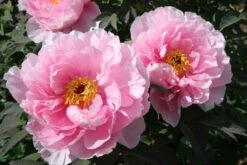 Paeonia Suffruticosa 'Yachiyo Tsubaki' (Strauchpfingstrose 'Unvergängliche Kamelie') 12 Paeonia Suffruticosa 'Yachiyo Tsubaki' (Strauchpfingstrose 'Unvergängliche Kamelie') -Günstiges Pflanzen Land Geschäft 2000666 Paeonia 20suffruticosa 20Yachiyo 20Tsubaki Strauchpfingstrose 20Unvergaengliche 20Kamelie 4