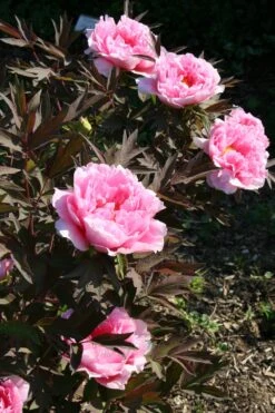 Paeonia Suffruticosa 'Yachiyo Tsubaki' (Strauchpfingstrose 'Unvergängliche Kamelie') 15 Paeonia Suffruticosa 'Yachiyo Tsubaki' (Strauchpfingstrose 'Unvergängliche Kamelie') -Günstiges Pflanzen Land Geschäft 2000666 Paeonia 20suffruticosa 20Yachiyo 20Tsubaki Strauchpfingstrose 20Unvergaengliche 20Kamelie 7