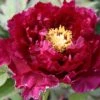 Paeonia Suffruticosa 'Kouka-Mon' (Strauchpfingstrose 'Tor Von Kouka') -Günstiges Pflanzen Land Geschäft 2000700 Paeonia 20suffruticosa 20Kouka Mon Strauchpfingstrose 20Tor 20von 20Kouka 1