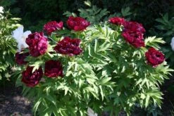 Paeonia Suffruticosa 'Kouka-Mon' (Strauchpfingstrose 'Tor Von Kouka') 13 Paeonia Suffruticosa 'Kouka-Mon' (Strauchpfingstrose 'Tor Von Kouka') -Günstiges Pflanzen Land Geschäft 2000700 Paeonia 20suffruticosa 20Kouka Mon Strauchpfingstrose 20Tor 20von 20Kouka 6