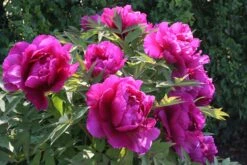 Paeonia Suffruticosa 'Shima Daijin' (Strauchpfingstrose 'Neuer Blumenminister') -Günstiges Pflanzen Land Geschäft 2000723 Paeonia 20suffruticosa 20Shima 20Daijin Strauchpfingstrose 20Neuer 20Blumenminister 6