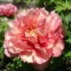 Paeonia Itoh-Hybride 'Hillary' (Intersektionelle Pfingstrose) -Günstiges Pflanzen Land Geschäft 2000736 Paeonia 20Itoh Hybride 20Hillary Intersektionelle 20Pfingstrose 1