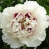 Paeonia Rockii 'Gui Fu Ren' (Strauchpfingstrose 'Edelfrau') -Günstiges Pflanzen Land Geschäft 2000751 Paeonia 20rockii 20Gui 20Fu 20Ren Strauchpfingstrose 20Edelfrau 1 1a48086e 7cb3 4750 9d6d 78fb4deb98ed