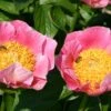 Paeonia Lactiflora 'Gedenken' (Staudenpfingstrose) -Günstiges Pflanzen Land Geschäft 2000916 Paeonia 20lactiflora 20Gedenken Staudenpfingstrose 1 458755ba 4fa0 4c77 9cc2 83ca05f2600f