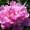 Paeonia Lactiflora 'Kelway's Lovely' (Staudenpfingstrose)