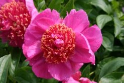 Paeonia Lactiflora 'Neon' (Staudenpfingstrose)