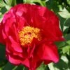 Paeonia Lactiflora 'Postillion' (Staudenpfingstrose) -Günstiges Pflanzen Land Geschäft 2000947 Paeonia 20lactiflora 20Postillion Staudenpfingstrose 1 3402ee99 cad0 485e a70f d120b5bd3e9f