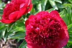 Paeonia Lactiflora 'Red Charm' (Staudenpfingstrose)