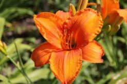 Leuchtfeuer (Farbpower Für Den Garten) 31 Leuchtfeuer (Farbpower Für Den Garten) -Günstiges Pflanzen Land Geschäft 2001000 Leuchtfeuer Farbpower 20fuer 20den 20Garten 12