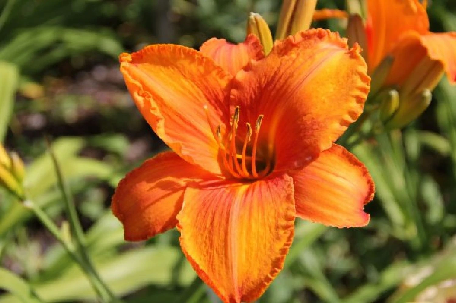 Leuchtfeuer (Farbpower Für Den Garten) 14 Leuchtfeuer (Farbpower Für Den Garten) – Bild 12