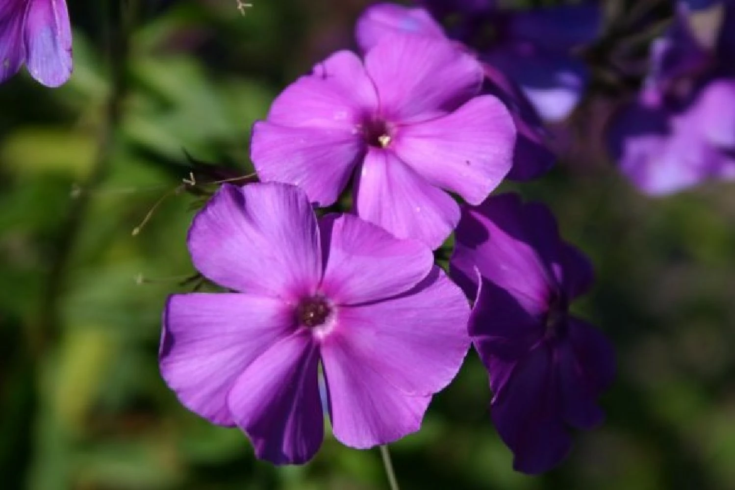 Leuchtfeuer (Farbpower Für Den Garten) 19 Leuchtfeuer (Farbpower Für Den Garten) – Bild 17