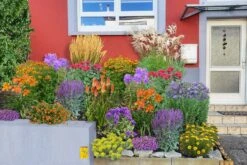 Leuchtfeuer (Farbpower Für Den Garten) 22 Leuchtfeuer (Farbpower Für Den Garten) -Günstiges Pflanzen Land Geschäft 2001000 Leuchtfeuer Farbpower 20fuer 20den 20Garten 3