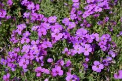 Leuchtfeuer (Farbpower Für Den Garten) 25 Leuchtfeuer (Farbpower Für Den Garten) -Günstiges Pflanzen Land Geschäft 2001000 Leuchtfeuer Farbpower 20fuer 20den 20Garten 6