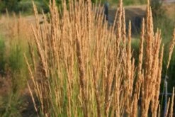 Leuchtfeuer (Farbpower Für Den Garten) 26 Leuchtfeuer (Farbpower Für Den Garten) -Günstiges Pflanzen Land Geschäft 2001000 Leuchtfeuer Farbpower 20fuer 20den 20Garten 7