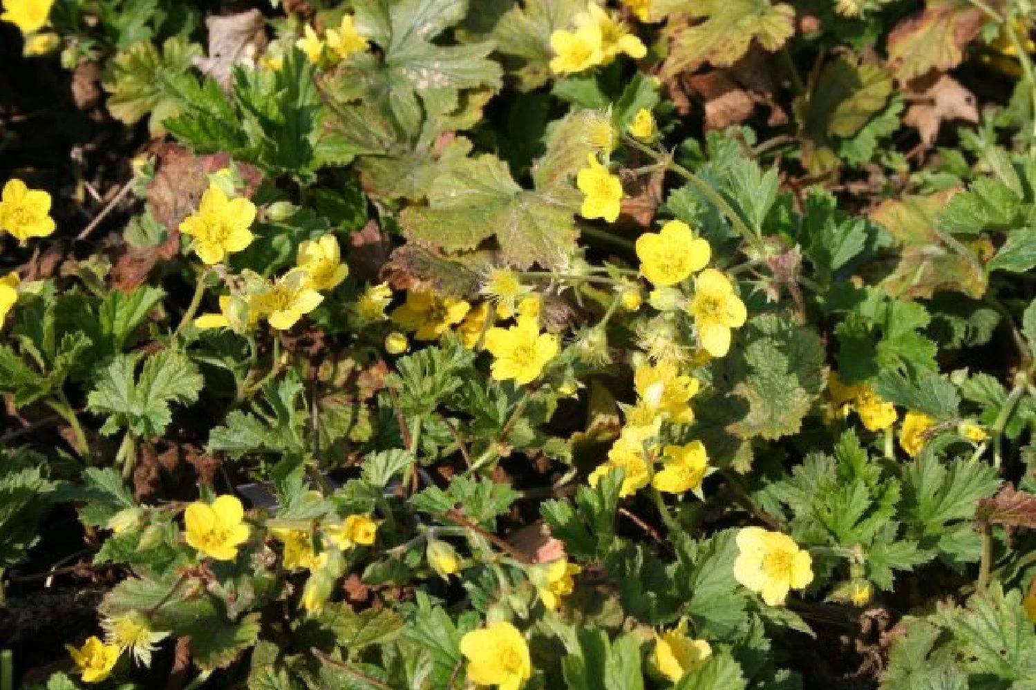 Robuste Alleskönner (Problemlösung Für Den Trockenen Schatten) 13 Robuste Alleskönner (Problemlösung Für Den Trockenen Schatten) – Bild 11