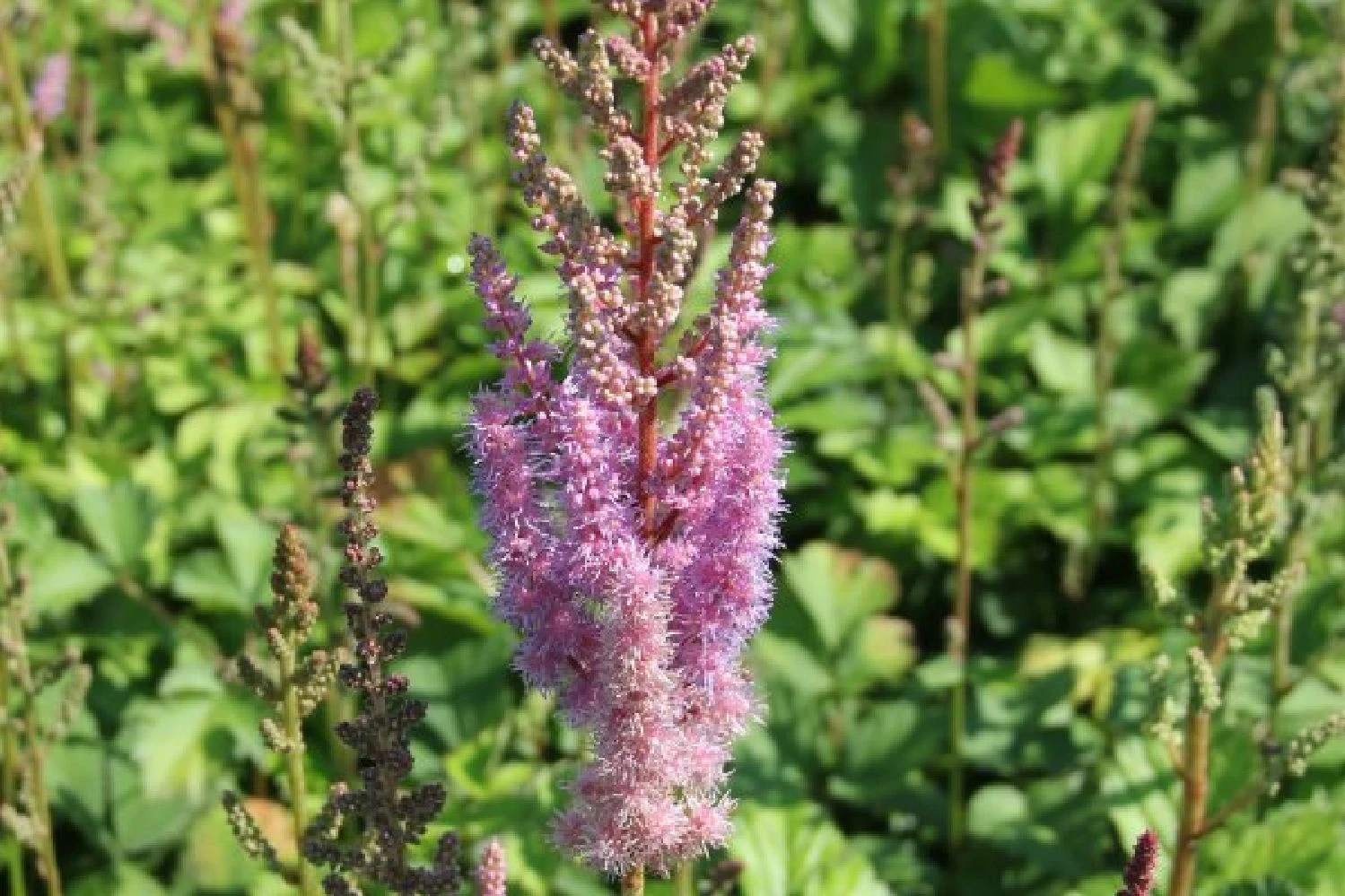 Robuste Alleskönner (Problemlösung Für Den Trockenen Schatten) 6 Robuste Alleskönner (Problemlösung Für Den Trockenen Schatten) – Bild 4
