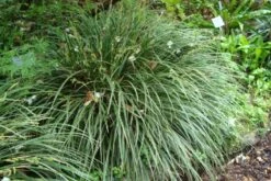 Robuste Alleskönner (Problemlösung Für Den Trockenen Schatten) 17 Robuste Alleskönner (Problemlösung Für Den Trockenen Schatten) -Günstiges Pflanzen Land Geschäft 2001001 Robuste 20Alleskoenner Problemloesung 20fuer 20den 20trockenen 20Schatten 5