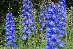 Ländlicher Zauber (Der Charme Alter Bauerngärten) -Günstiges Pflanzen Land Geschäft 2001007 Laendlicher 20Zauber Der 20Charme 20alter 20Bauerngaerten 11