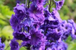 Ländlicher Zauber (Der Charme Alter Bauerngärten) -Günstiges Pflanzen Land Geschäft 2001007 Laendlicher 20Zauber Der 20Charme 20alter 20Bauerngaerten 12